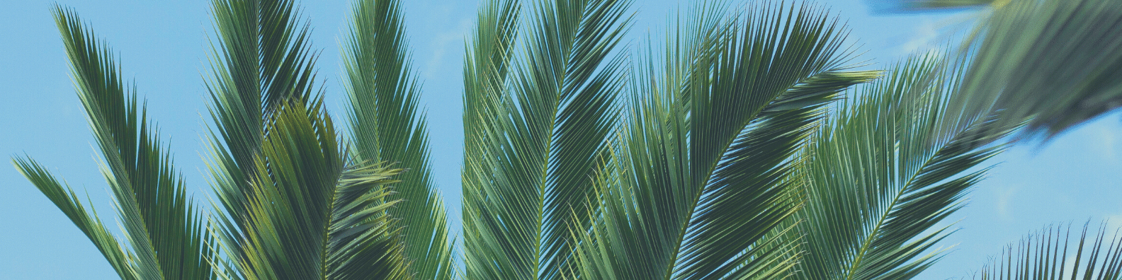 Date Palm Up-Close Banner - Smaller File